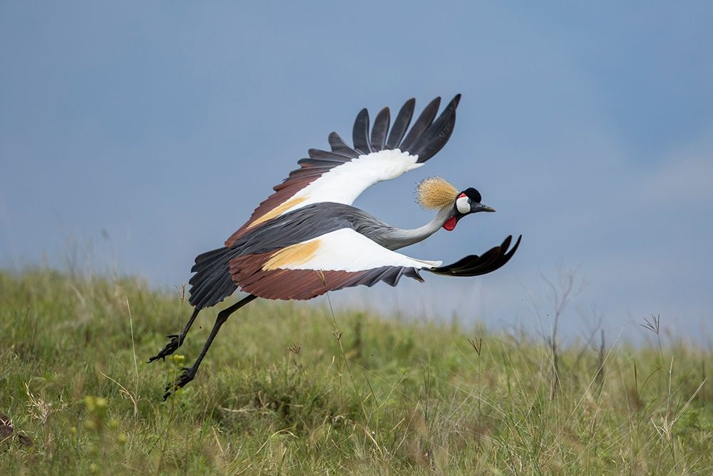 Africa-Tanzania-Ngorongoro Conservation Area-Grey Crowned Crane art print by Paul Souders for $57.95 CAD